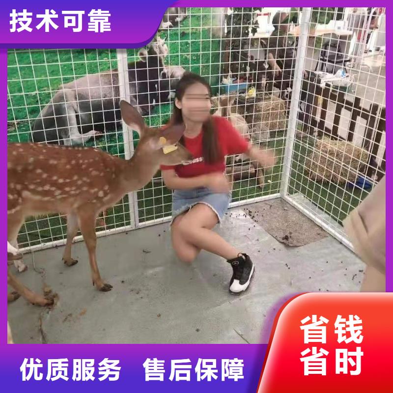马戏团/羊驼-出租表演鹦鹉口碑公司