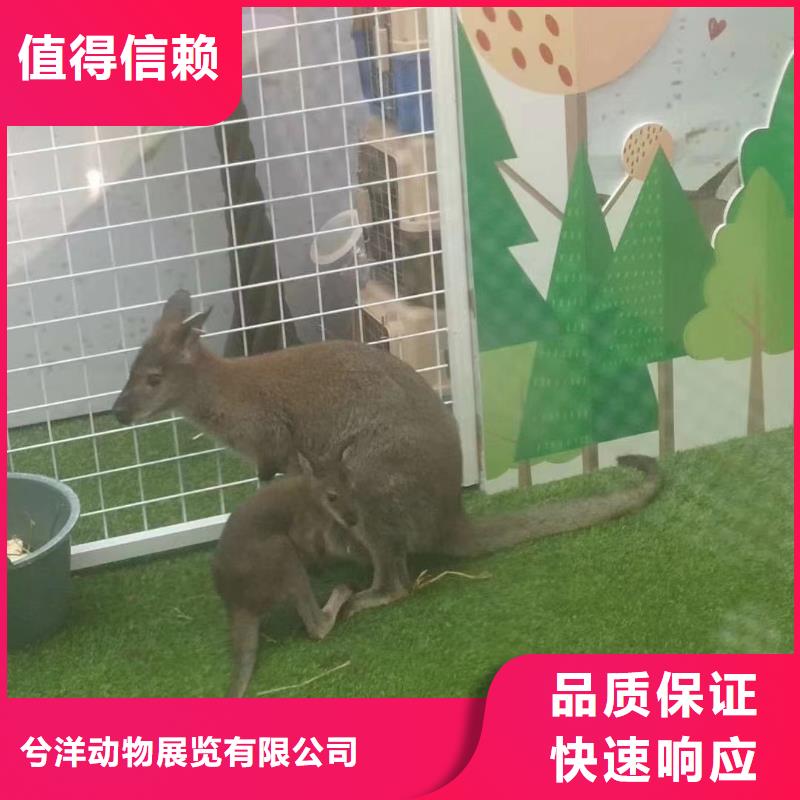 马戏团/羊驼美人鱼表演实力公司