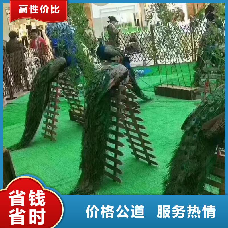 动物表演租赁