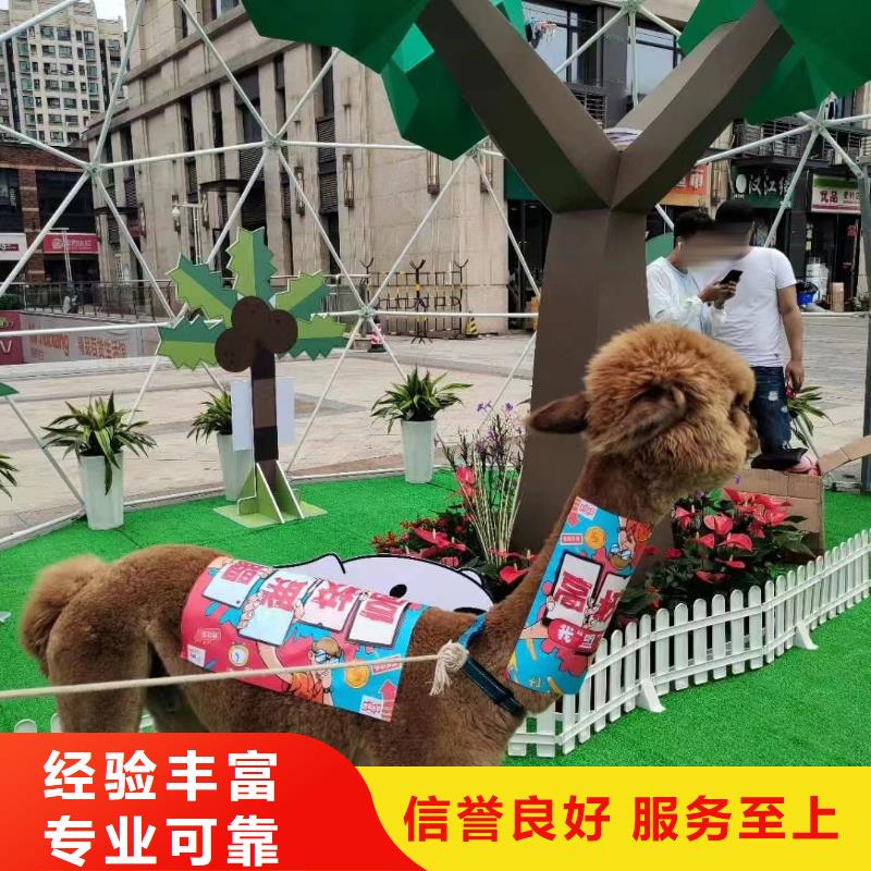 马戏团/羊驼_死轮表演实力商家