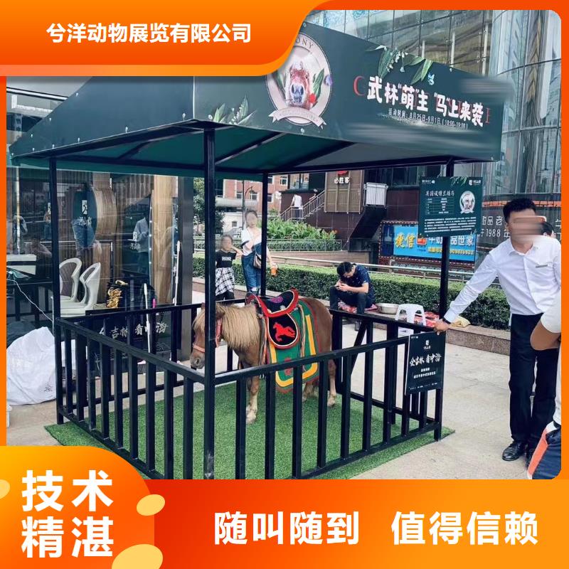 马戏团/羊驼企鹅出租表演专业承接