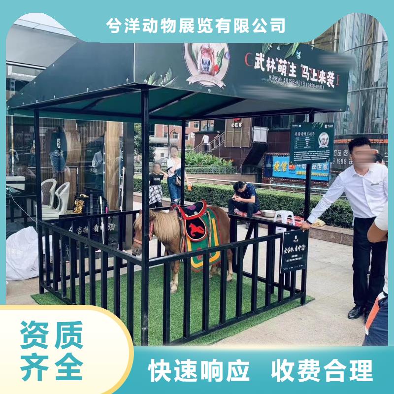 马戏团/羊驼,美人鱼表演信誉良好