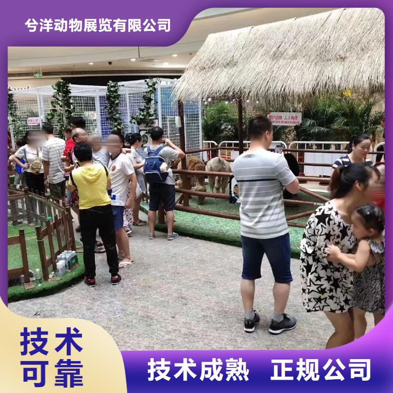 马戏团/羊驼羊驼出租比同行便宜
