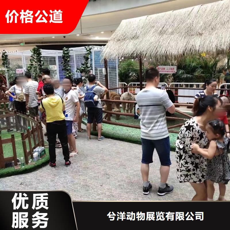 马戏团/羊驼_【活体羊驼租赁】实力雄厚