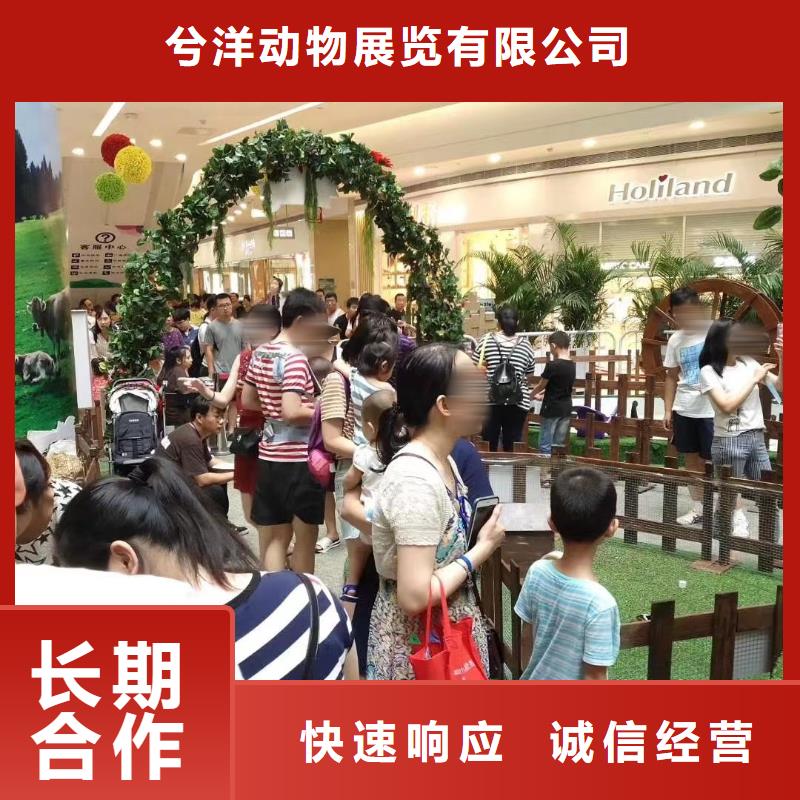 马戏团/羊驼海狮表演租赁解决方案