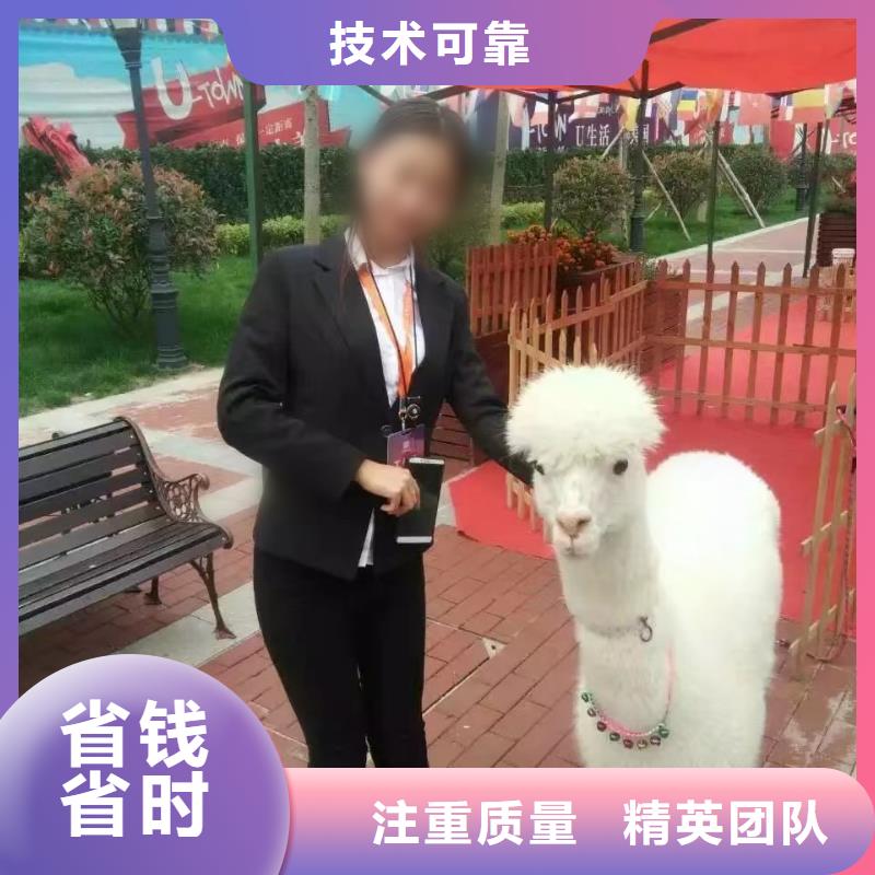 马戏团/羊驼出租表演羊驼技术比较好