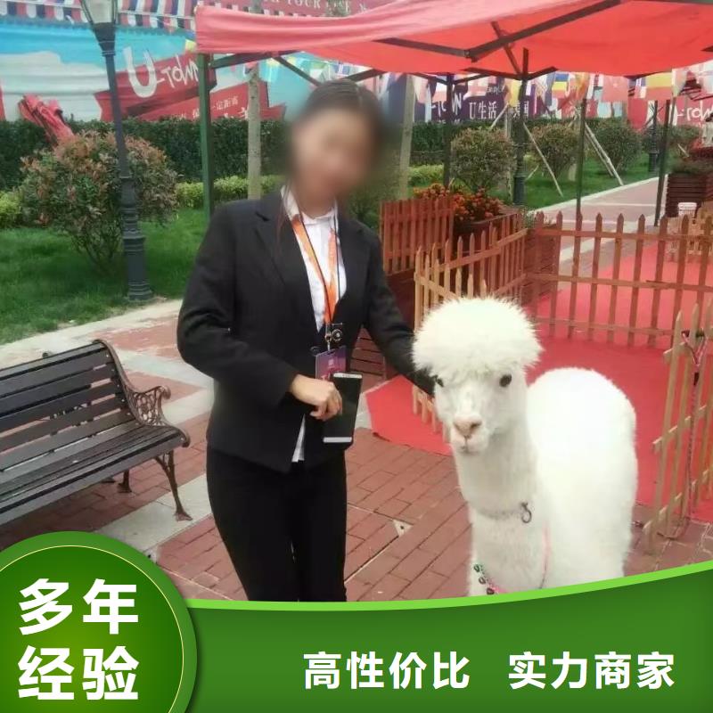 马戏团/羊驼,美人鱼表演价格公道