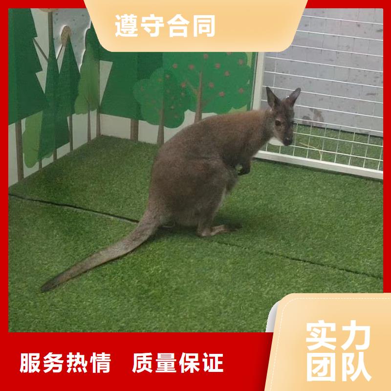 马戏团表演-视频-长安|晋州|邯郸|秦皇岛|衡水|保定马戏团表演长期合作-兮洋动物展览(石家庄市分公司)