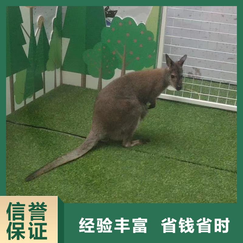 马戏团/羊驼,美人鱼表演信誉良好