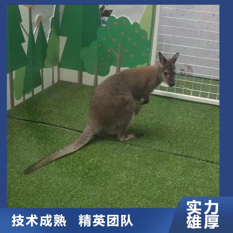 马戏团/羊驼_动物杂技表演效果满意为止