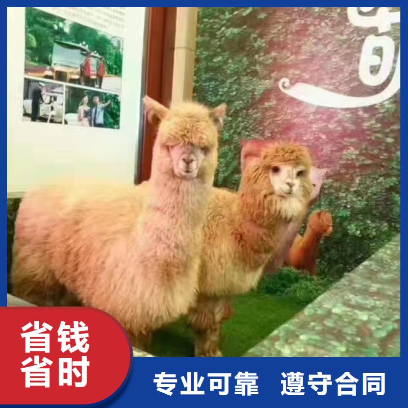 马戏团出租活动图片