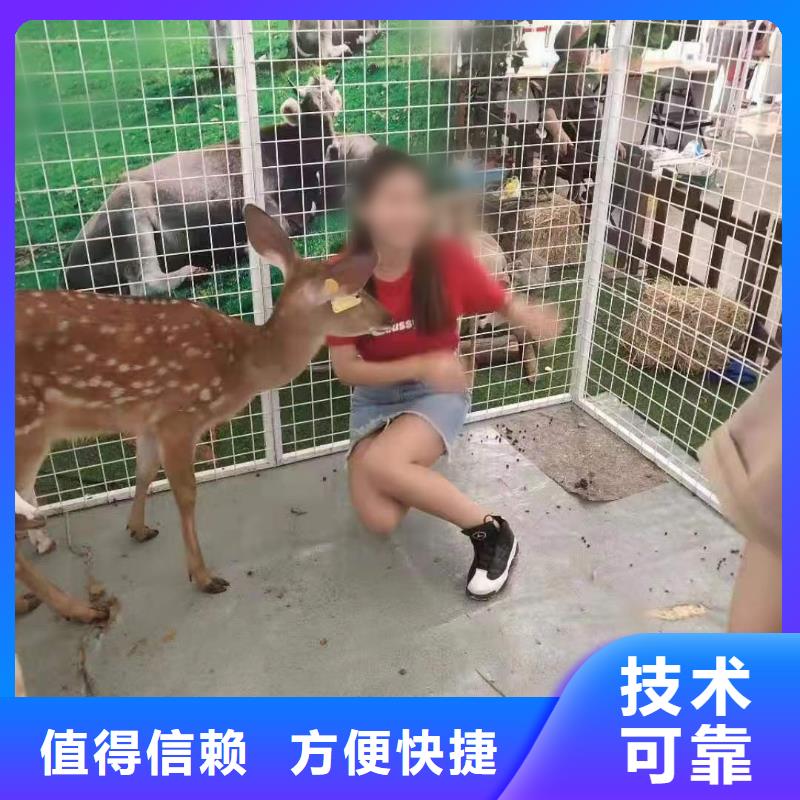 马戏团/羊驼-海洋展租赁精英团队