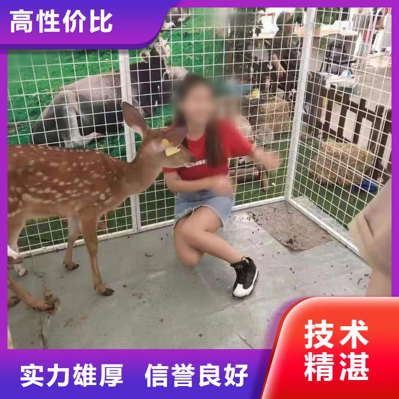 马戏团/羊驼,【活体羊驼租赁】承接