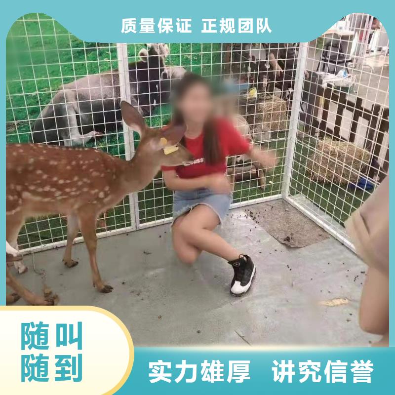马戏团/羊驼鹦鹉表演租赁明码标价