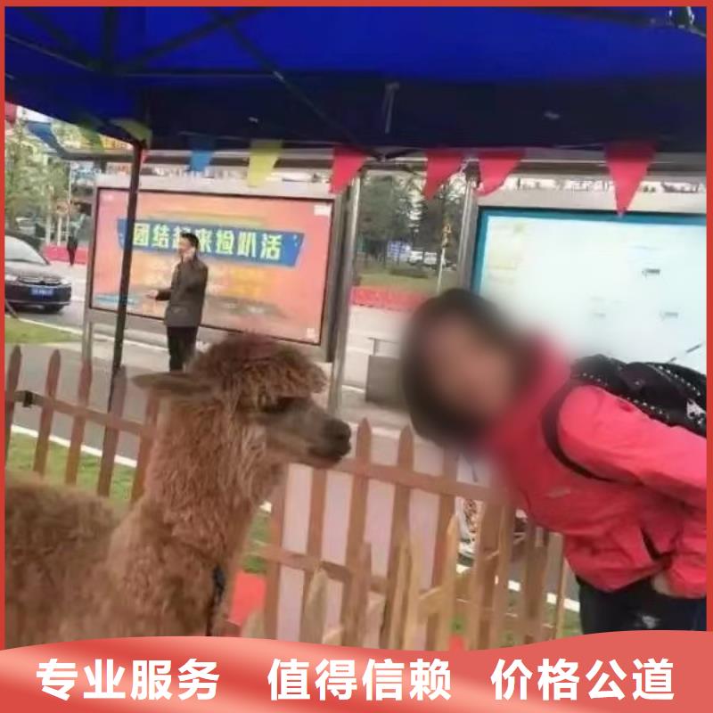 马戏团表演-视频-长安|晋州|邯郸|秦皇岛|衡水|保定马戏团表演长期合作-兮洋动物展览(石家庄市分公司)