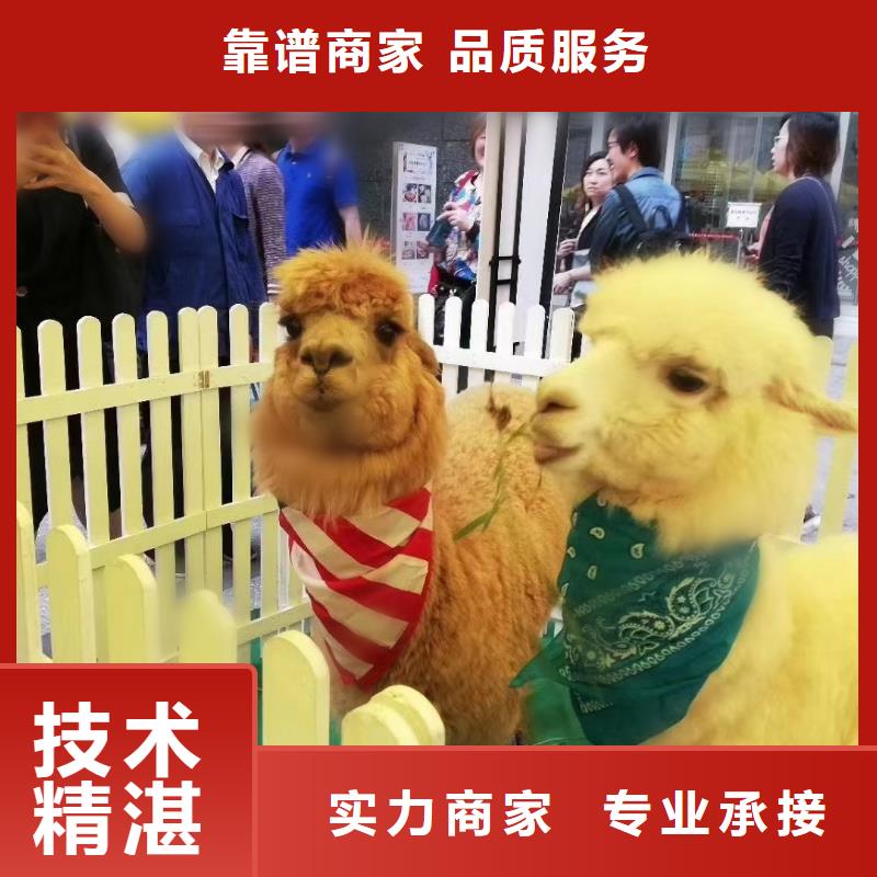 马戏团/羊驼_【活体羊驼租赁】实力雄厚