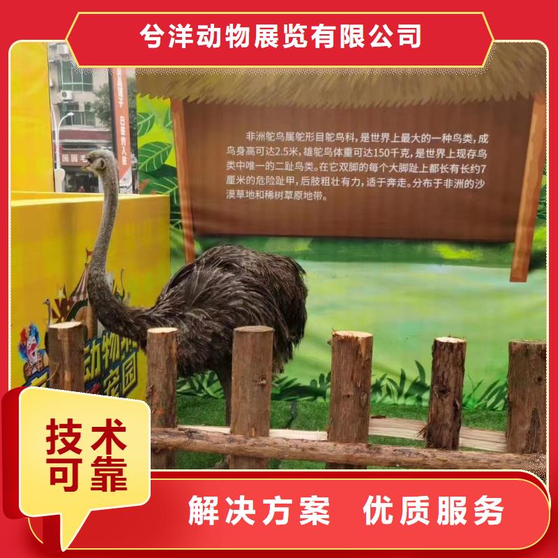 马戏团/羊驼美人鱼表演实力公司