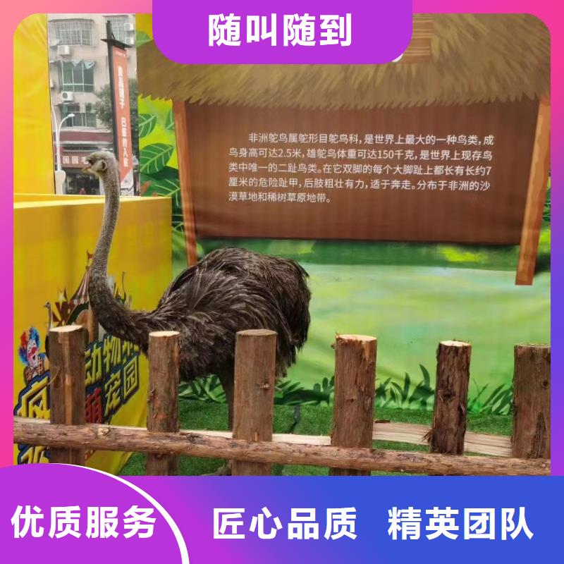 马戏团/羊驼羊驼出租