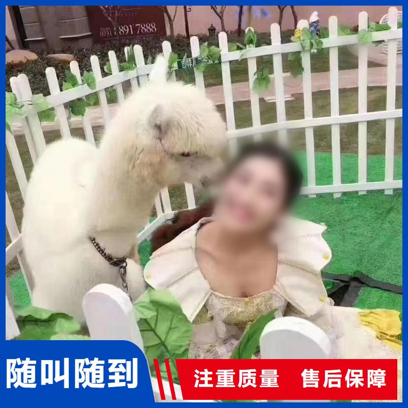 马戏团/羊驼 海豚表演行业口碑好