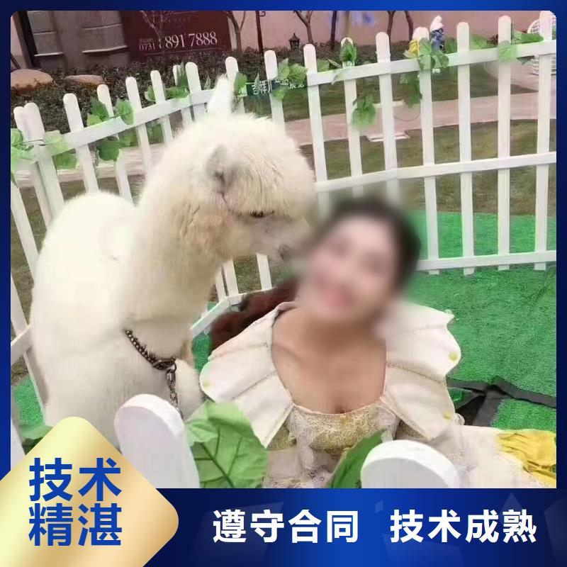 马戏团/羊驼美人鱼表演多年行业经验