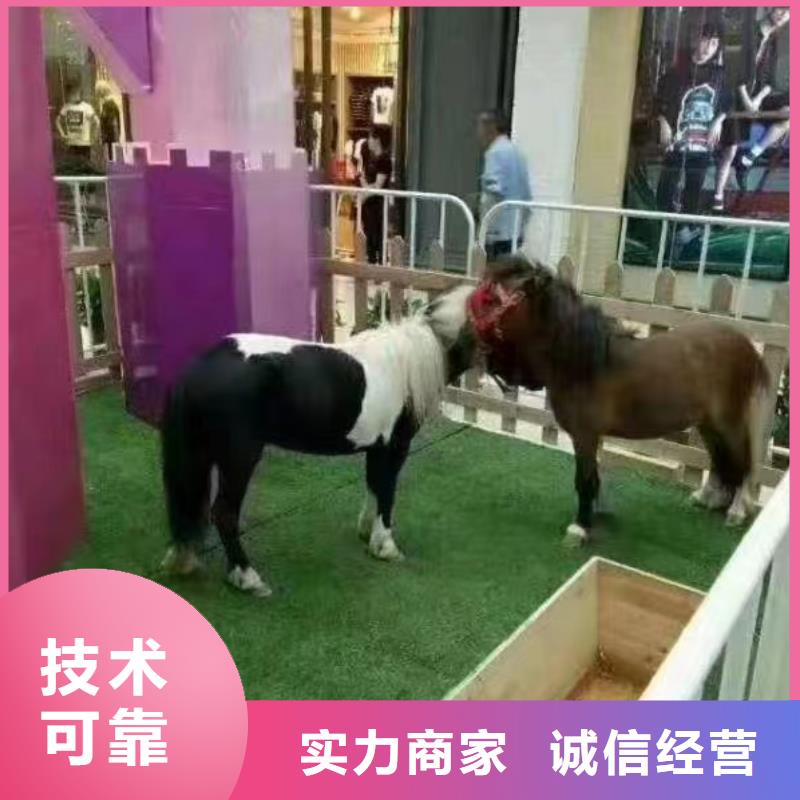 马戏团/羊驼,美人鱼表演价格公道