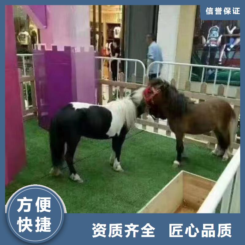 【马戏团/羊驼_出租表演羊驼资质齐全】