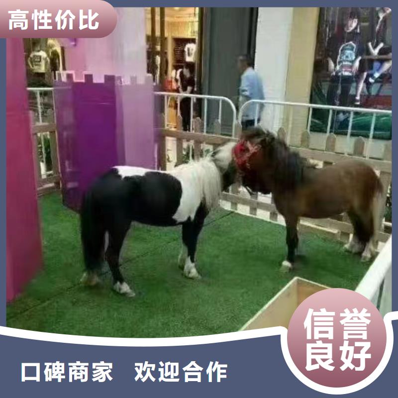 马戏团/羊驼马戏团表演一站搞定