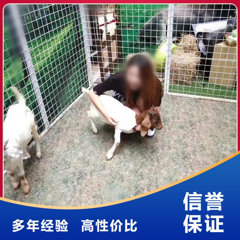 马戏团/羊驼海狮表演出租解决方案