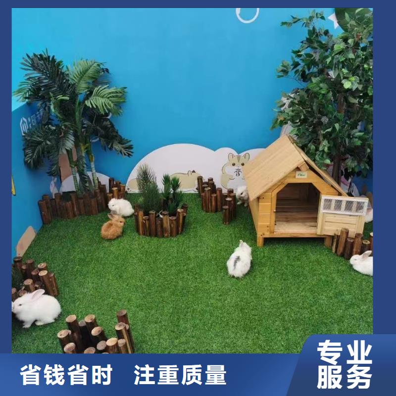 马戏团/羊驼,【企鹅表演出租】技术精湛