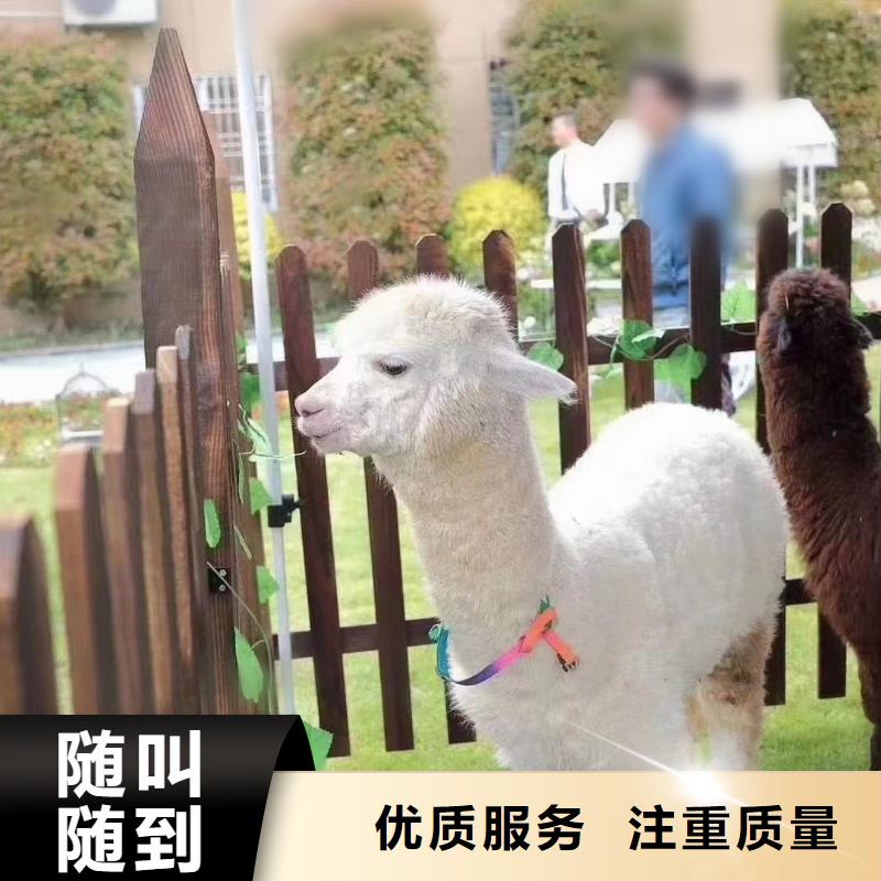 马戏团出租活动图片