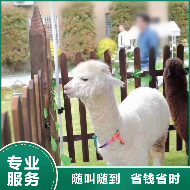 动物表演租赁