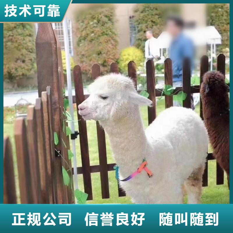 马戏团/羊驼,海狮表演出租技术可靠