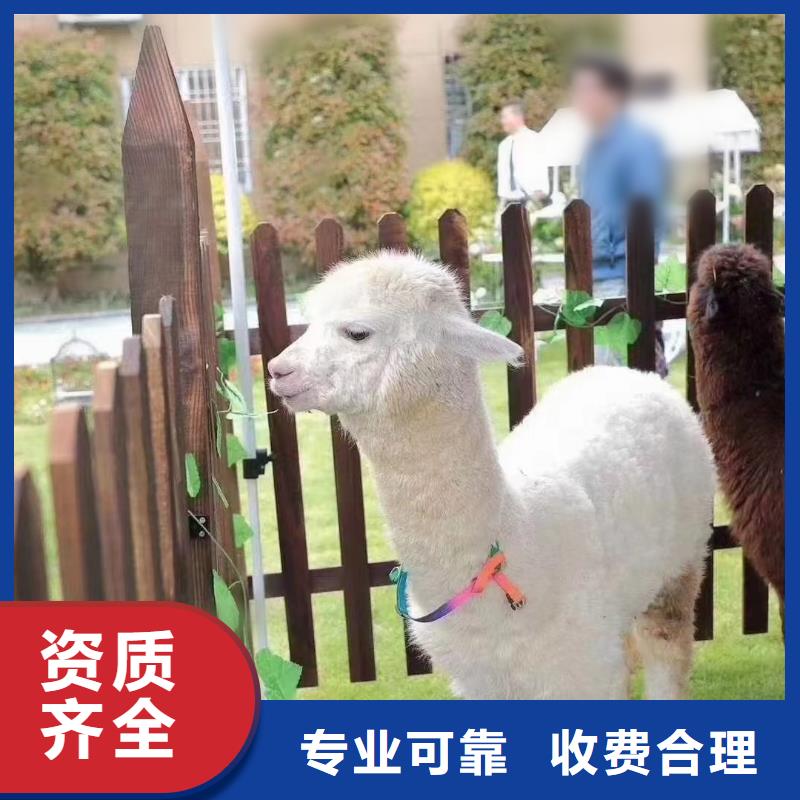 马戏团/羊驼_海狮表演出租精英团队