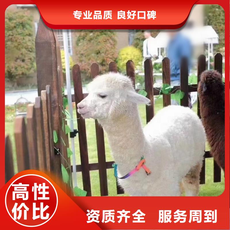 马戏团/羊驼景区杂技表演效果满意为止