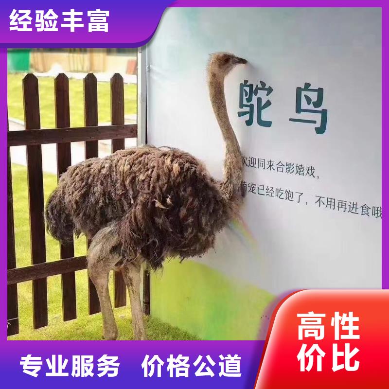 马戏团/羊驼-商场马戏表演出租价格美丽