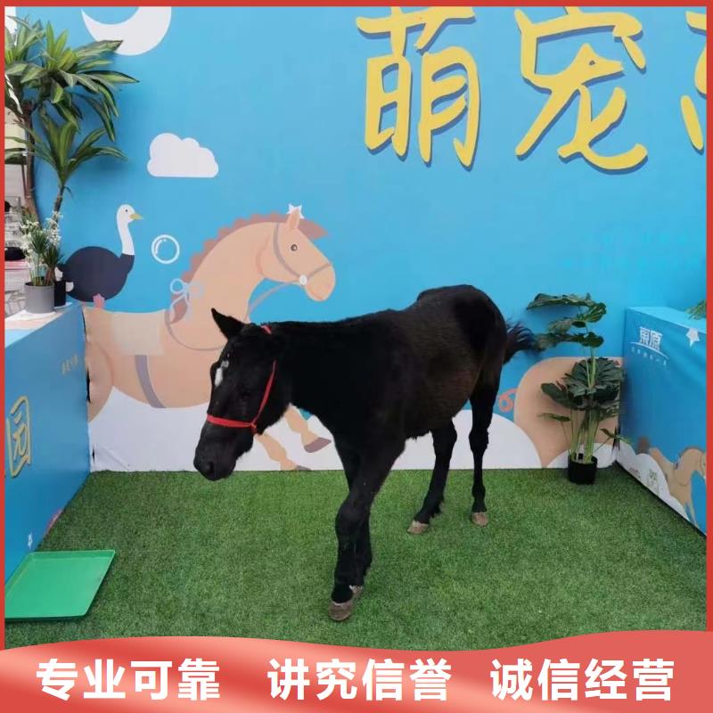 马戏团/羊驼-出租表演鹦鹉口碑公司