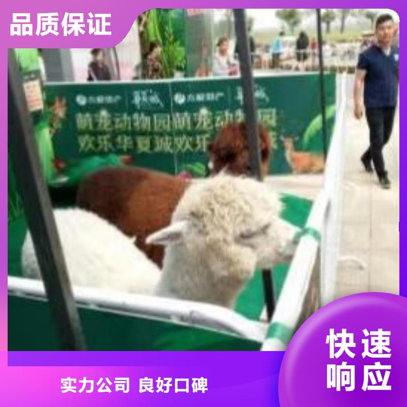 马戏团/羊驼美人鱼表演正规公司