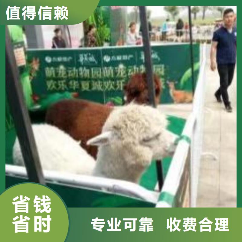 马戏团/羊驼动物展览秀快捷