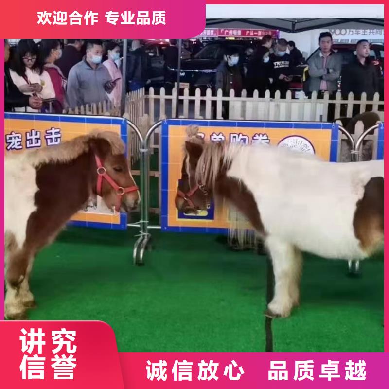 马戏团/羊驼海狮表演出租解决方案