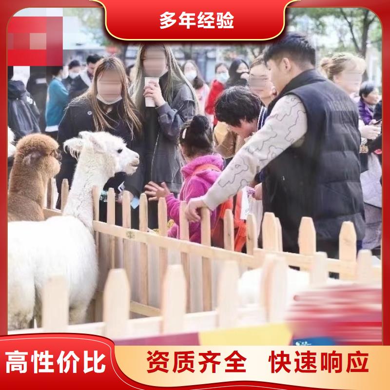 马戏团/羊驼企鹅出租表演专业承接