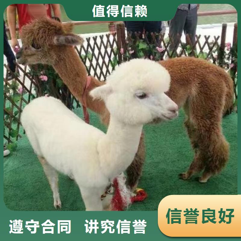 马戏团表演-视频-长安|晋州|邯郸|秦皇岛|衡水|保定马戏团表演长期合作-兮洋动物展览(石家庄市分公司)