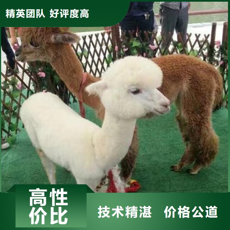 马戏团/羊驼,美人鱼表演价格公道