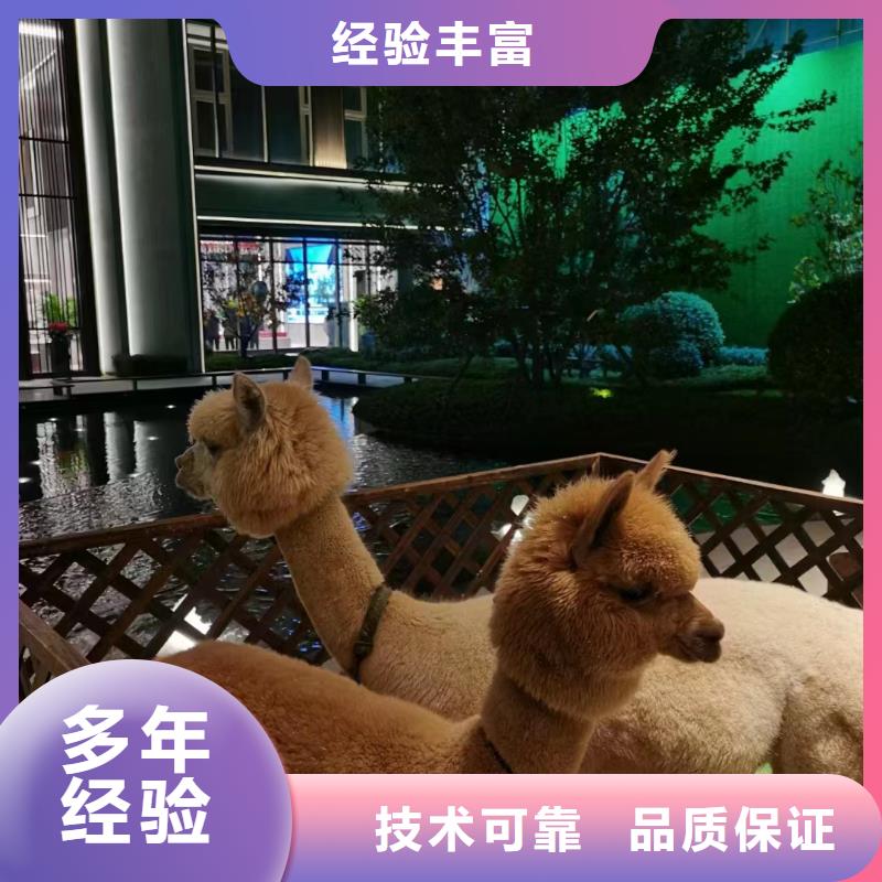 马戏团/羊驼企鹅租赁服务周到