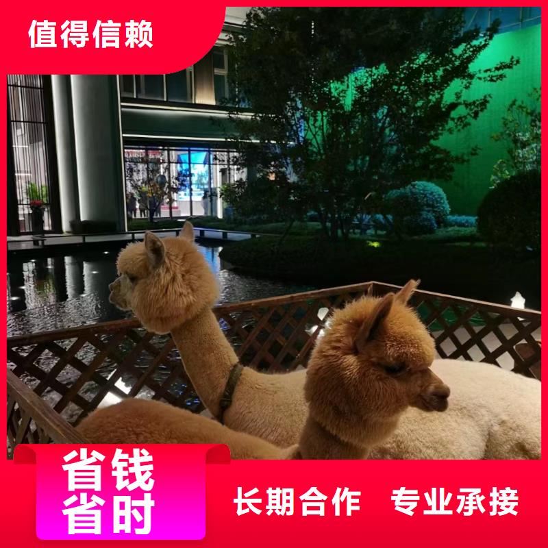 租赁马戏团表演全国承接