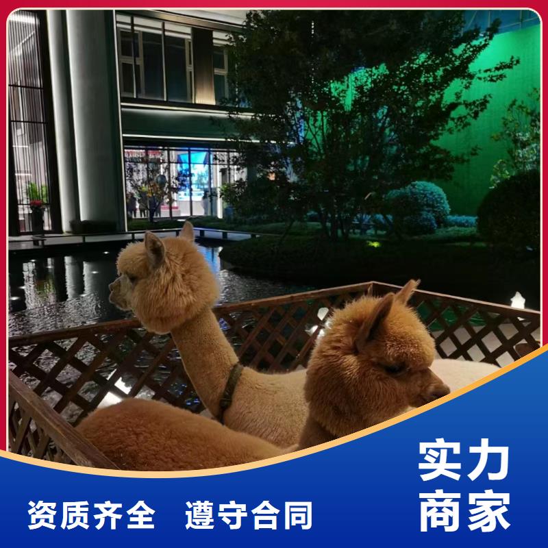 马戏团表演-视频-马戏团表演-青海省海北市黄南|西宁|海东|海西|海南|果洛|玉树【本土】制造商