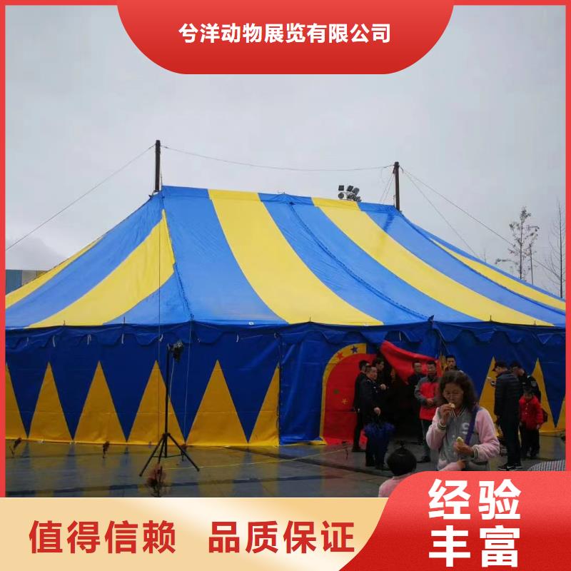 马戏团/羊驼,【企鹅表演出租】技术精湛