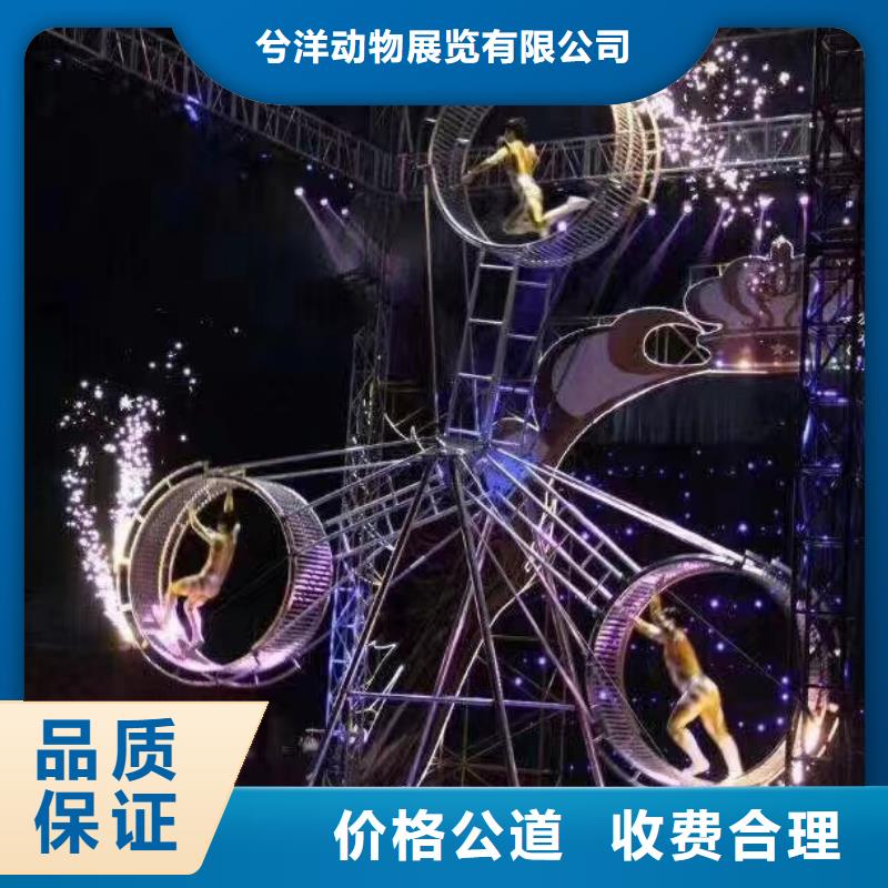 马戏团/羊驼动物杂技表演租赁专业服务