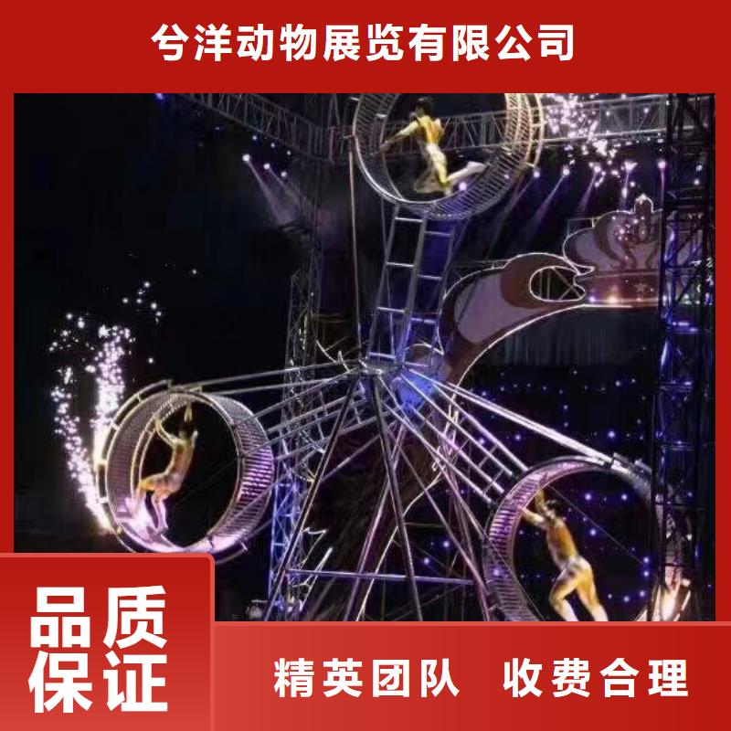 马戏团/羊驼海狮表演租赁解决方案