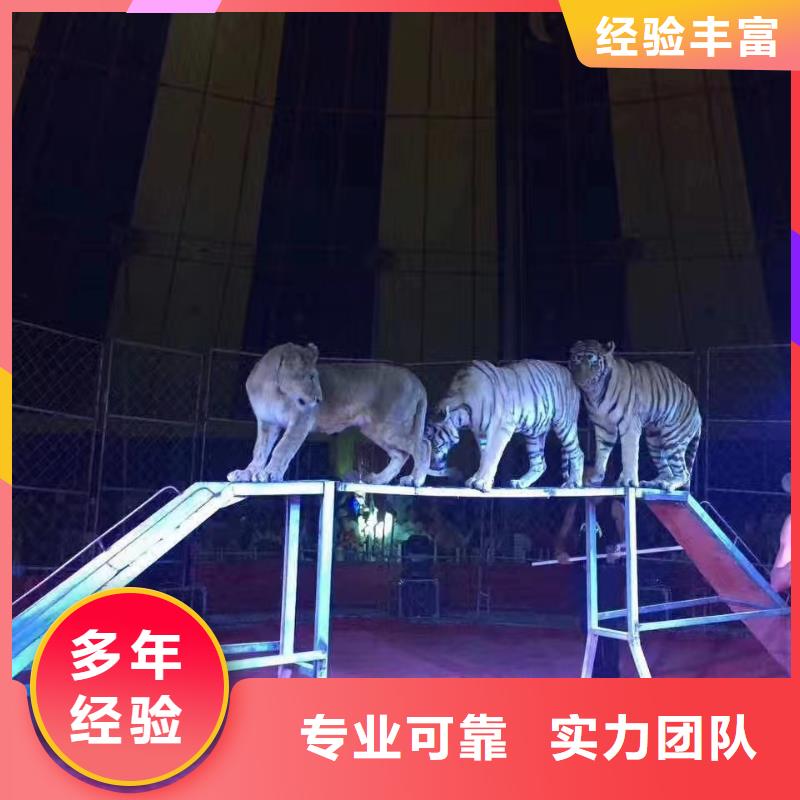 马戏团/羊驼 羊驼出租资质齐全