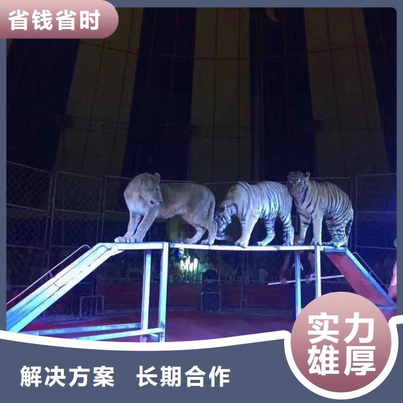 马戏团表演-视频-马戏团表演-安徽省巢湖市池州|马鞍山|阜阳|亳州|安庆(附近)服务商